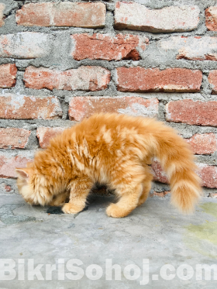 Persian kitten